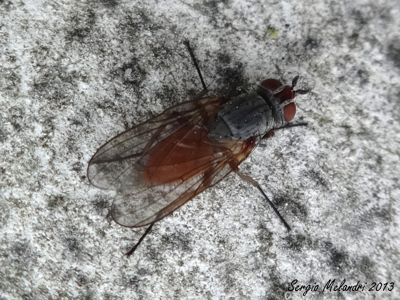 Pegomya sp. (Antomyiidae).